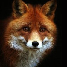 Схема вышивки «лиса»