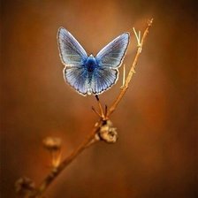 Схема вышивки «бабочка»