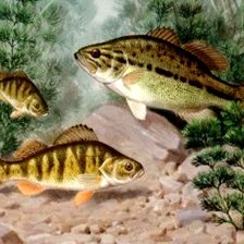 Схема вышивки «рыбки»