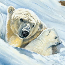 белые медведи