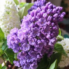 Схема вышивки «сирень»