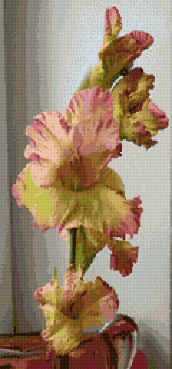 Гладиолус - гладиолус, цветы - предпросмотр