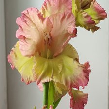 Схема вышивки «Гладиолус»