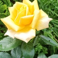 Схема вышивки «Желтая роза»