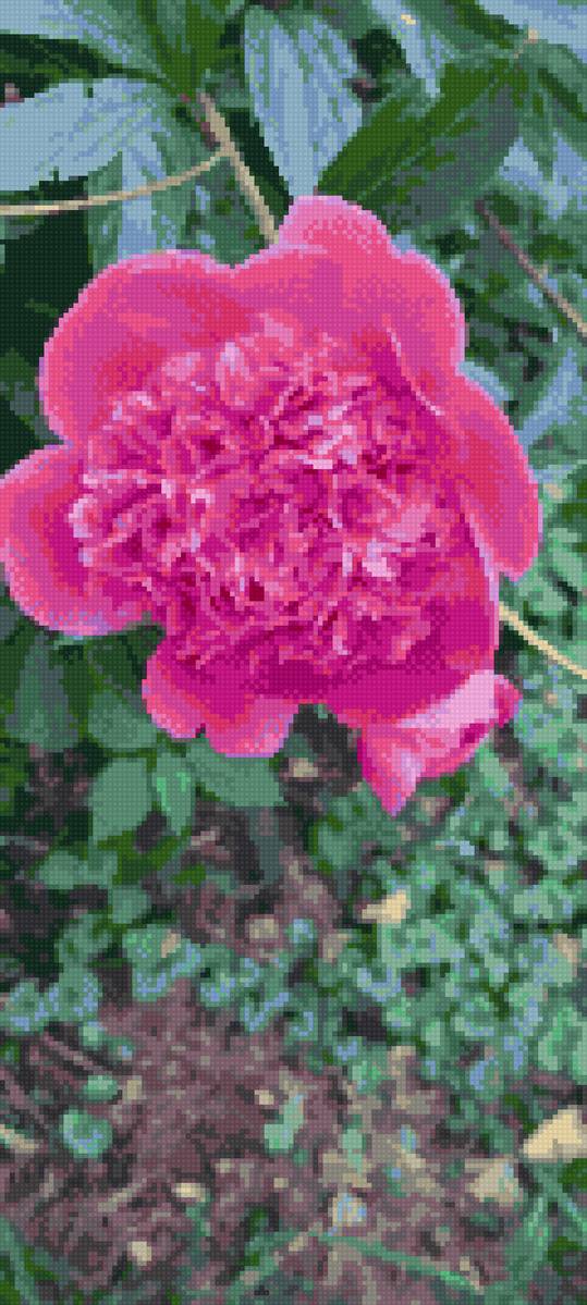 Розовый пион - цветы, розовый, пион - предпросмотр