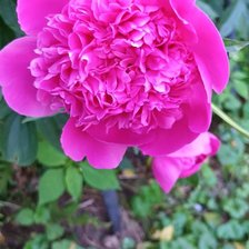 Схема вышивки «Розовый пион»