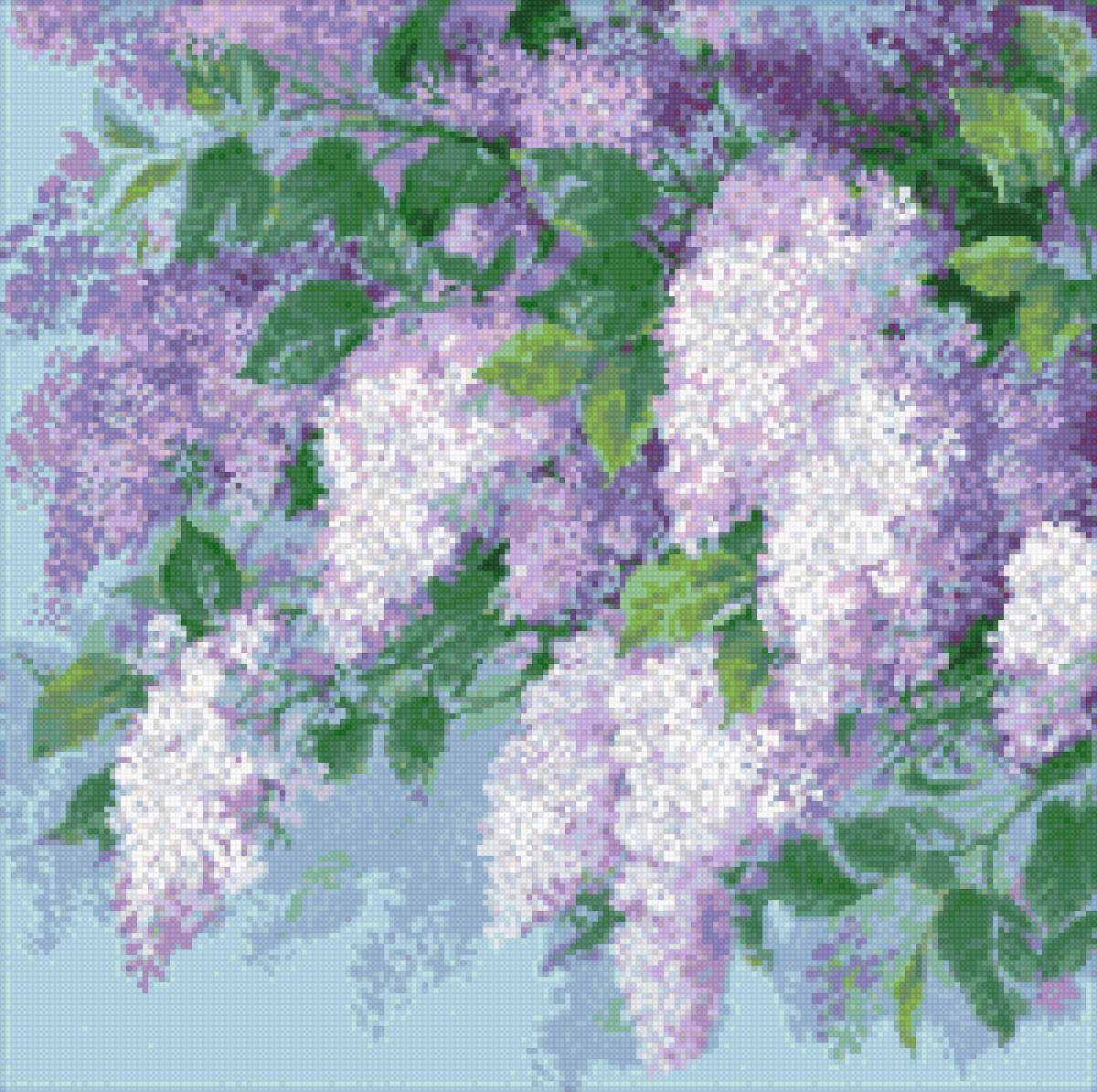 сирень - сирень - предпросмотр