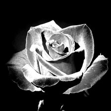 Схема вышивки «Роза монохром»