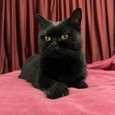 Схема вышивки «самая сладкая булочка на свете»