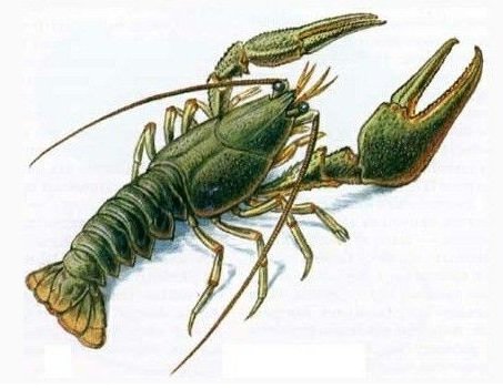 рак - оригинал