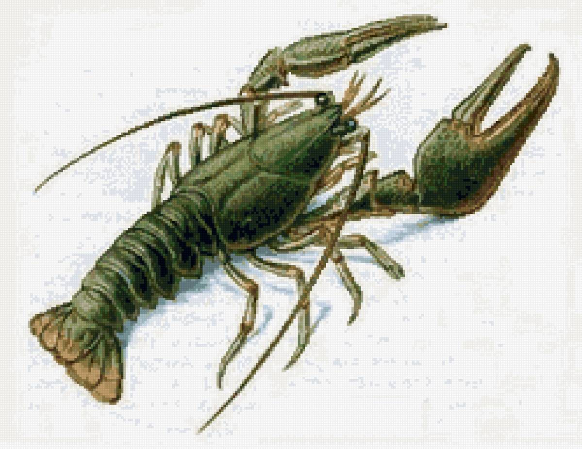 рак - предпросмотр