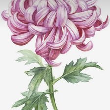 Схема вышивки «Одиночный пион»