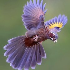 Схема вышивки «полет»