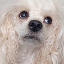 Схема вышивки «Астрочка»