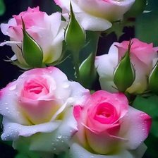 Схема вышивки «Розы»