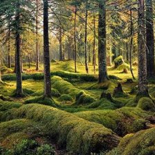 Схема вышивки «Старый валежник»