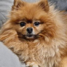 Схема вышивки «Уля»