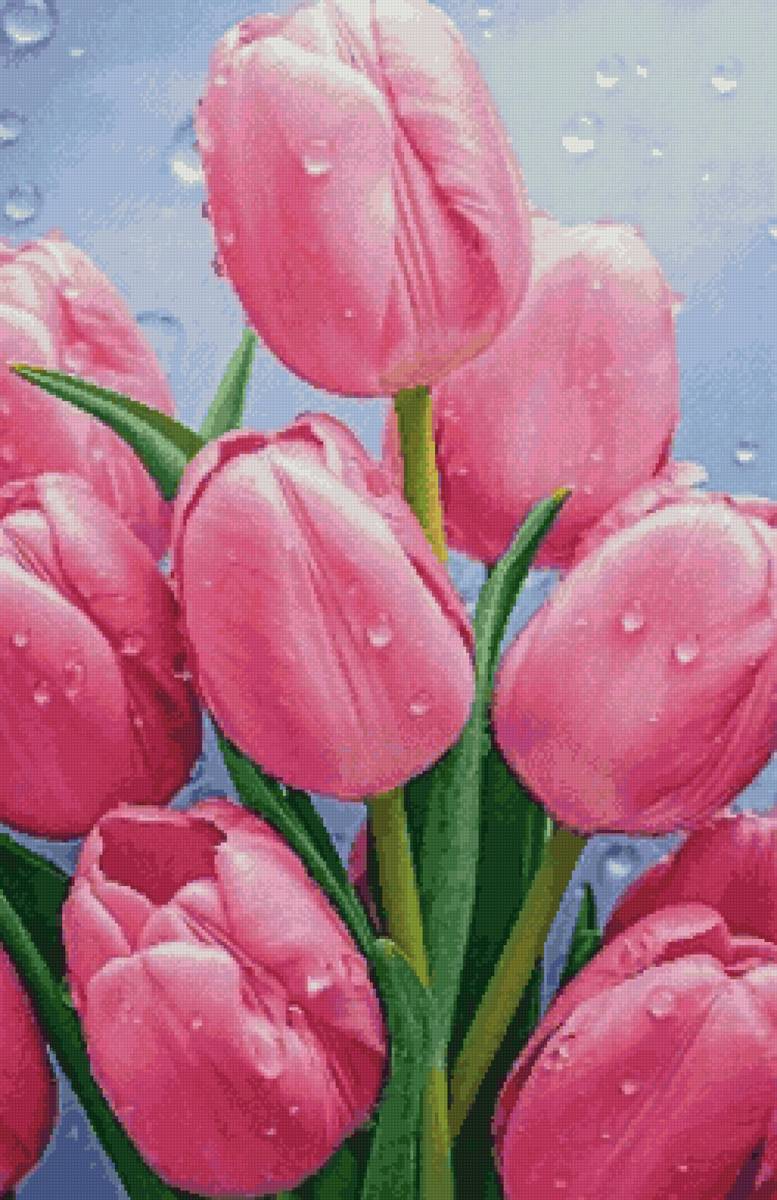 Тюльпаны 2 - предпросмотр