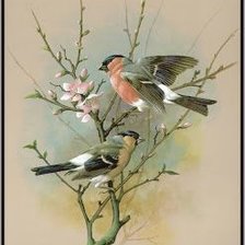 Схема вышивки «Птицы»