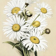 Схема вышивки «Ромашки )»