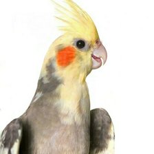 Схема вышивки «Корелла.»