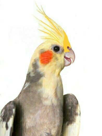 Корелла 2 вариант - корелла попугай - оригинал