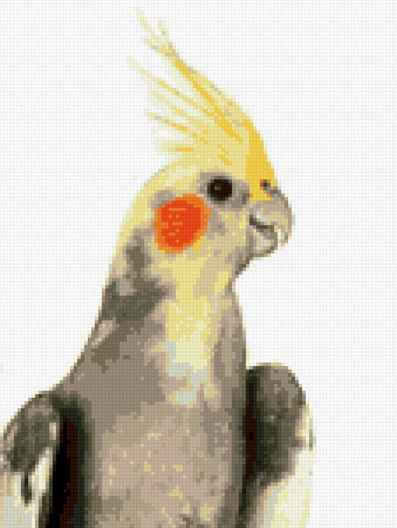 Корелла 2 вариант - корелла попугай - предпросмотр