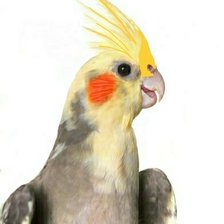 Схема вышивки «Корелла 2 вариант»