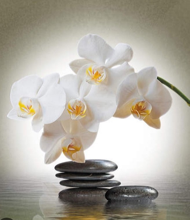 Орхидея  на камнях - орхидея на камнях - оригинал