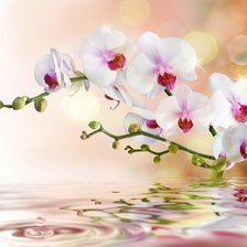 Схема вышивки «Орхидея»