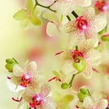 Схема вышивки «Орхидея»