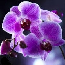 Схема вышивки «Орхидея»