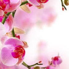 Схема вышивки «Орхидея»