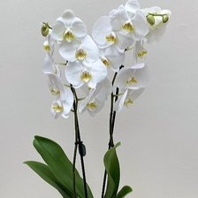 Схема вышивки «Орхидея»