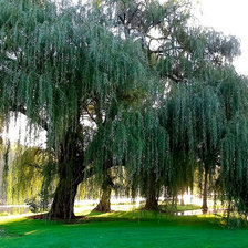 Схема вышивки «Ива»