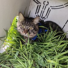 Схема вышивки «Симба»