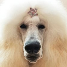 Схема вышивки «Королевский пудель ЛунА»