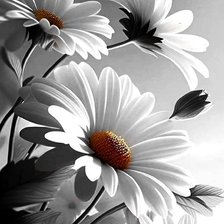 Схема вышивки «ромашки»