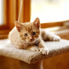 Схема вышивки «№2768116»