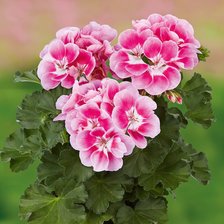 Схема вышивки «Герань»