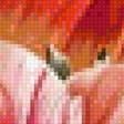 Предпросмотр схемы вышивки «Красные тюльпаны» (№2768257)