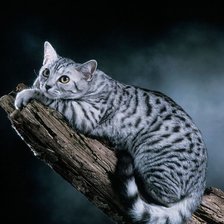 Схема вышивки «Кошечка»