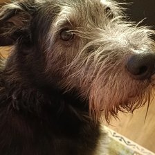 Схема вышивки «джек»