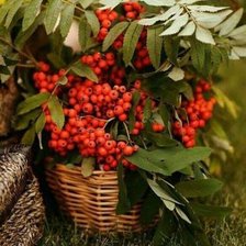 Схема вышивки «Рябина»