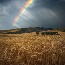 Схема вышивки «Поле после грозы»