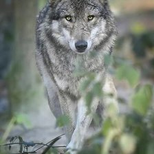 Схема вышивки «Хищник»