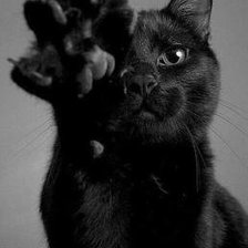 Схема вышивки «Кот»