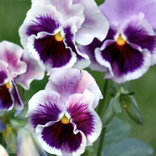 Схема вышивки «Виола»