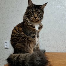 Схема вышивки «Sif»