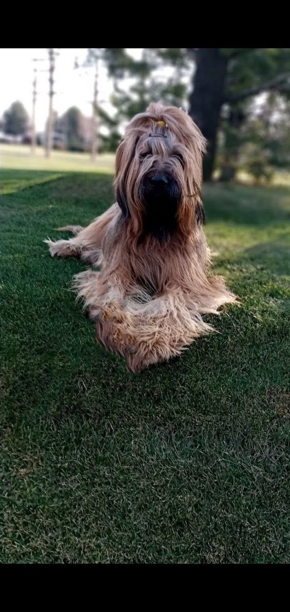 Брют - оригинал